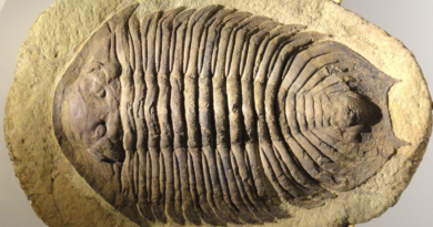 Fezouata fossil