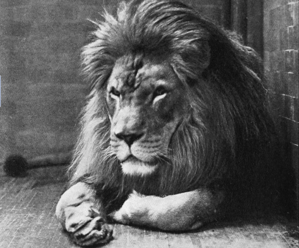A Barbary lion in the Bronx Zoo, 1897