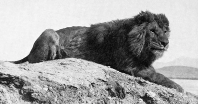 Male Barbary lion photographed in Algeria