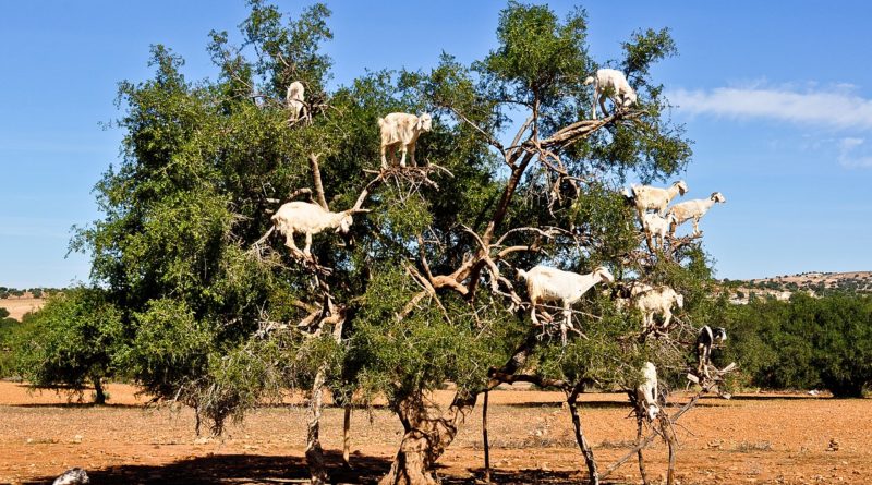 Goats in an argan tree Morocco